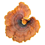 Turkey Tail